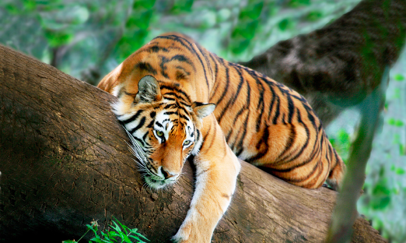 Especies de tigres
