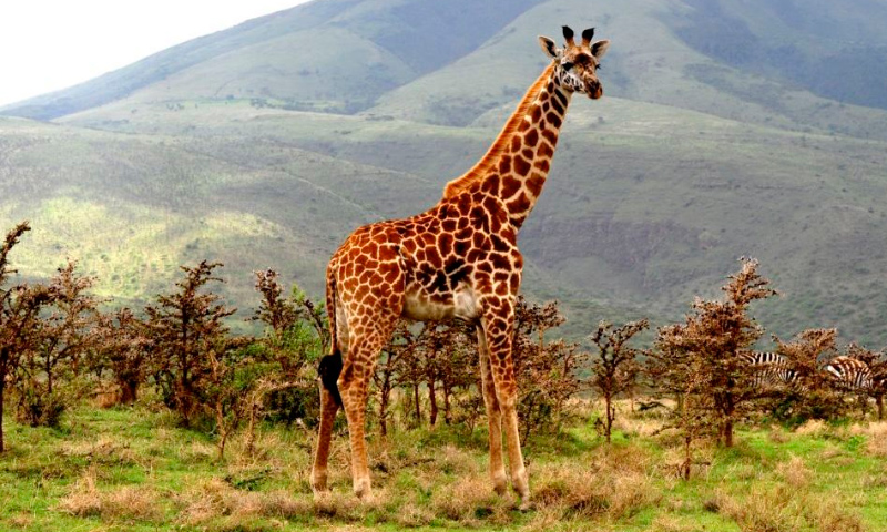 Evolución de la jirafa Masai