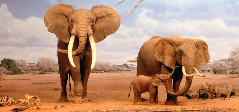 Evolución de los elefantes