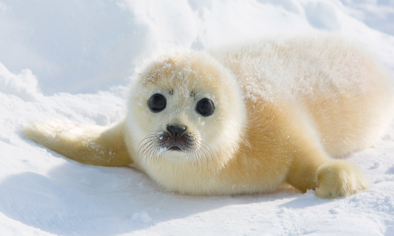 FOCA POLAR Informaci n Qu Come D nde Vive C mo Nace FOCA POLAR Informaci n Qu Come D nde Vive C mo Nace