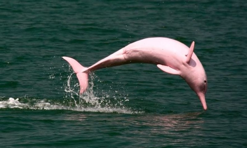 Foto de delfines rosados del Amazonas