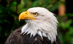 Fotos de águilas