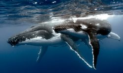 Fotos de ballenas
