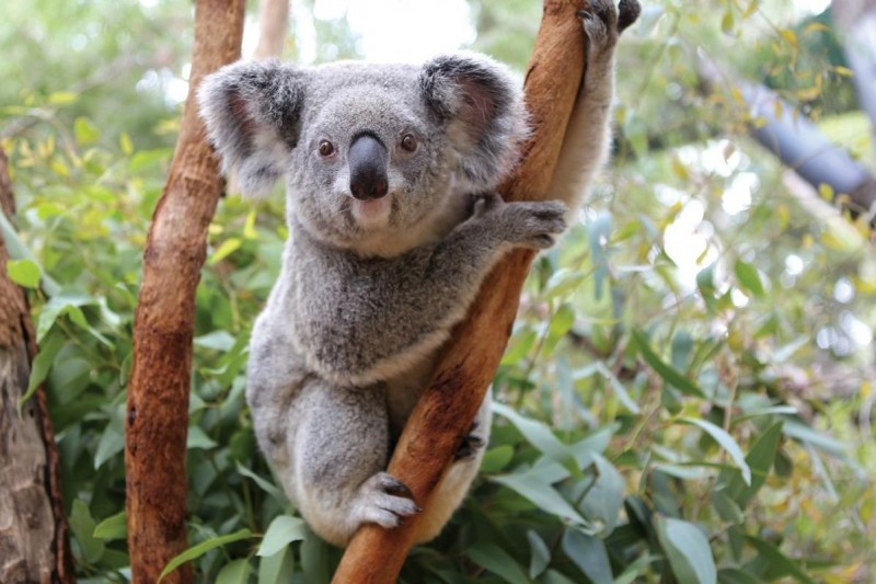 Fotos de koalas