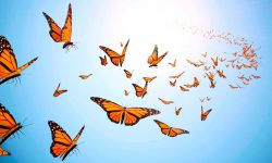 Fotos de mariposas