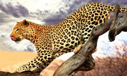 Fotos de leopardos