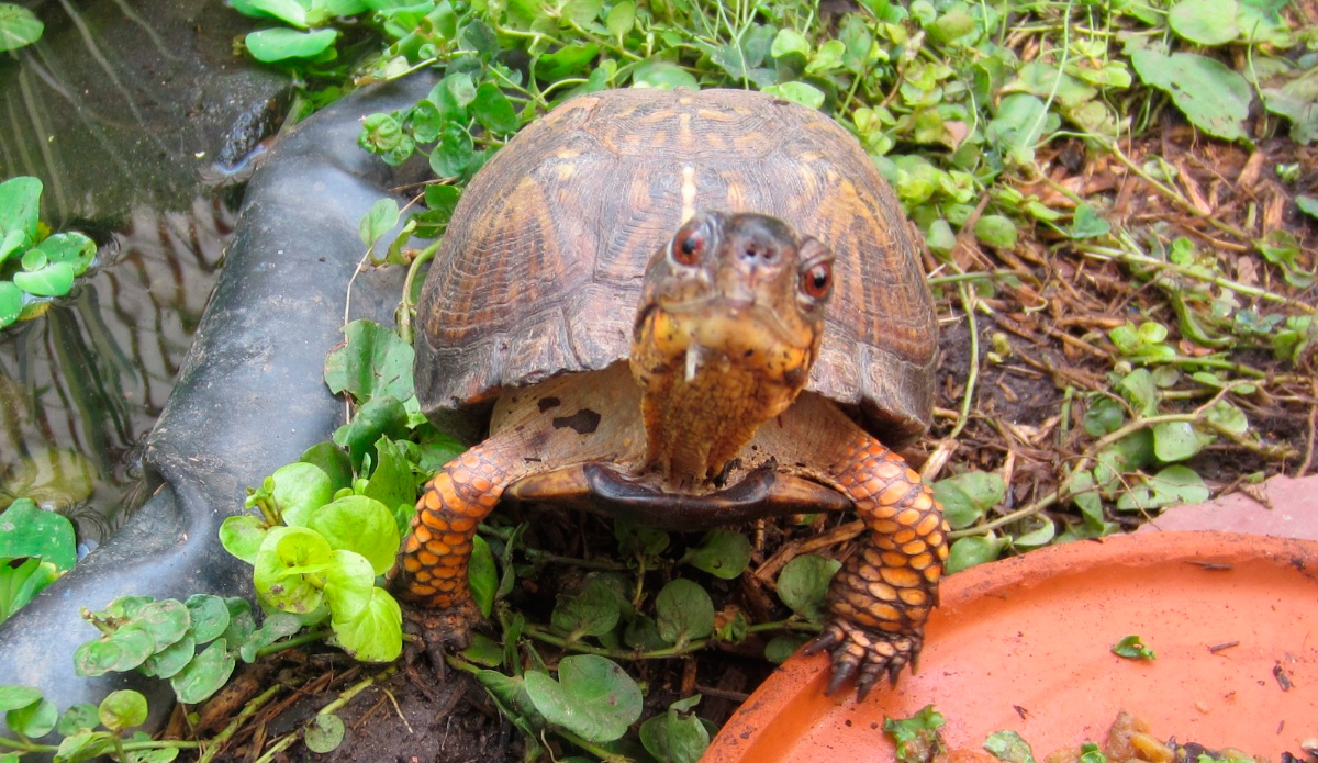 Fotos de tortugas terrestres