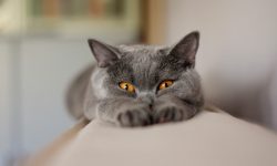 Gato Chartreux