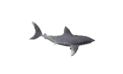 Gifs de tiburones