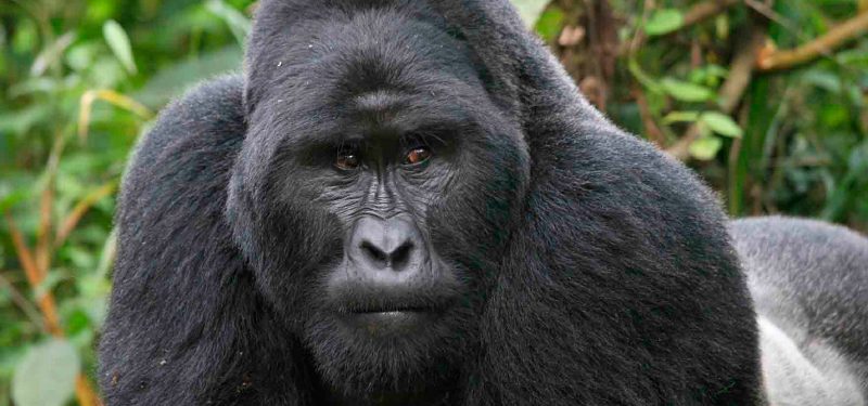 Gorila occidental