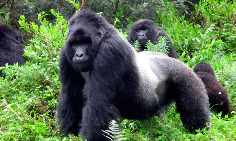 Gorila oriental