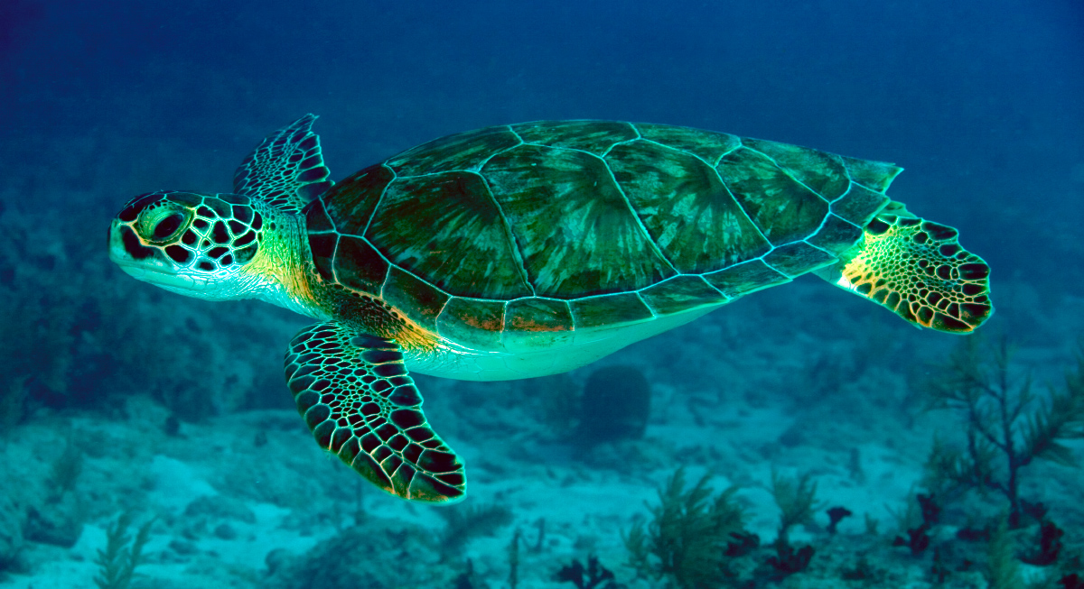 Habitat de las tortugas marinas