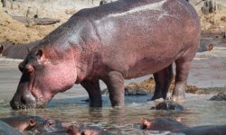Hipopótamo africano
