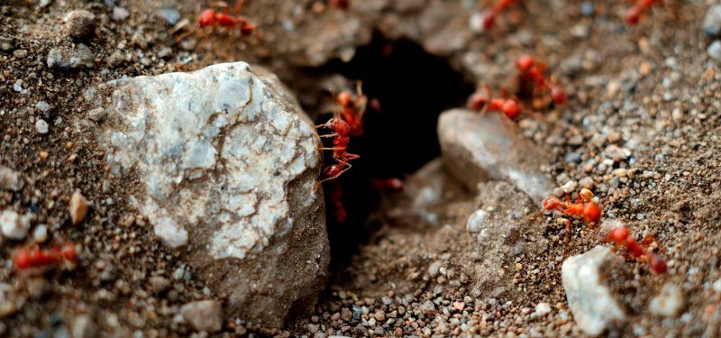 Hormigas rojas