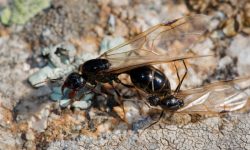 Hormigas voladoras