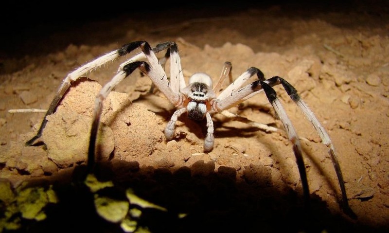 Las 10 arañas más grandes del mundo