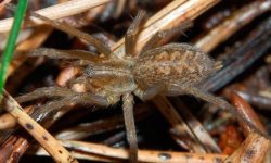 Arañas más venenosas del mundo