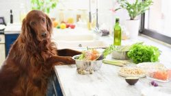 Las 5 mejores marcas de comida natural para perros