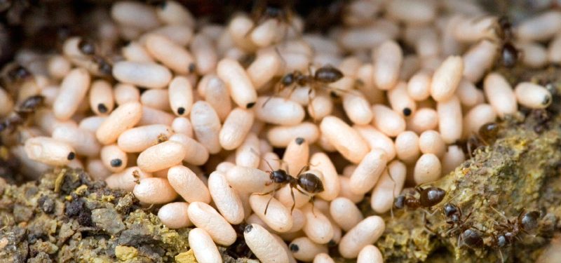 Las hormigas cuando nacen
