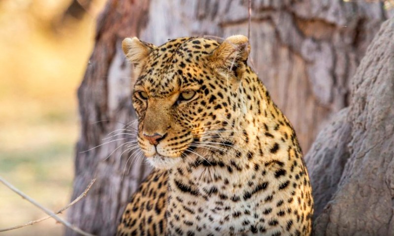 Leopardos africanos