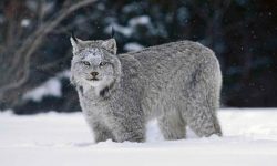 Lince Canadiense
