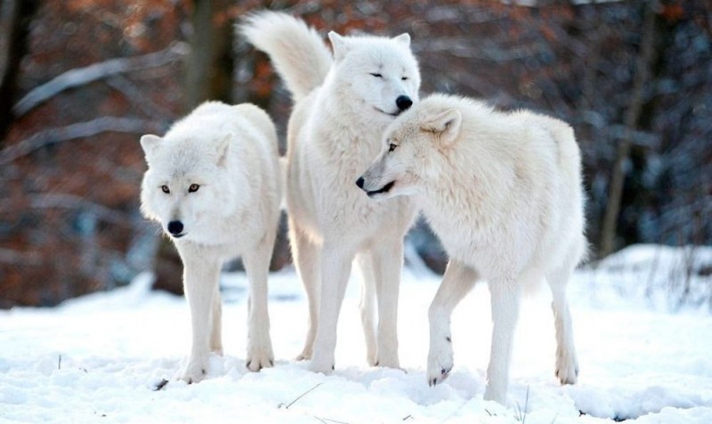Lobos blancos