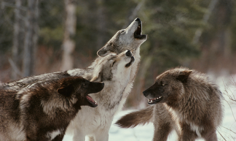 Manadas de lobos