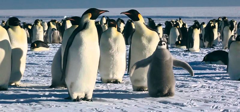 La marcha de los Pingüinos