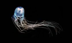 Medusa avispa de mar