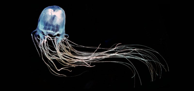 medusa avispa de mar