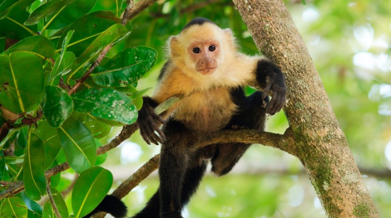 Monos capuchinos