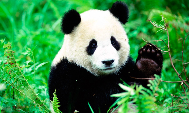 OSO PANDA Informaci n Qu Come D nde Vive C mo Nace 
