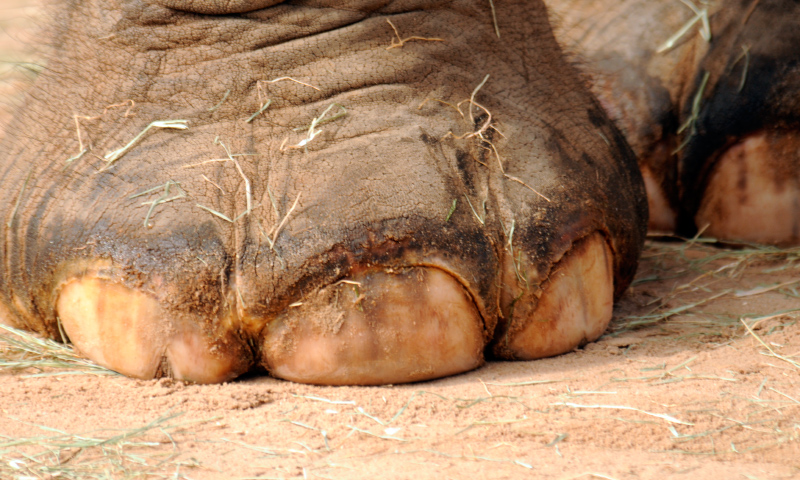 Las patas de los elefantes