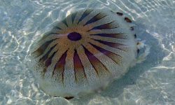 Picadura de medusa