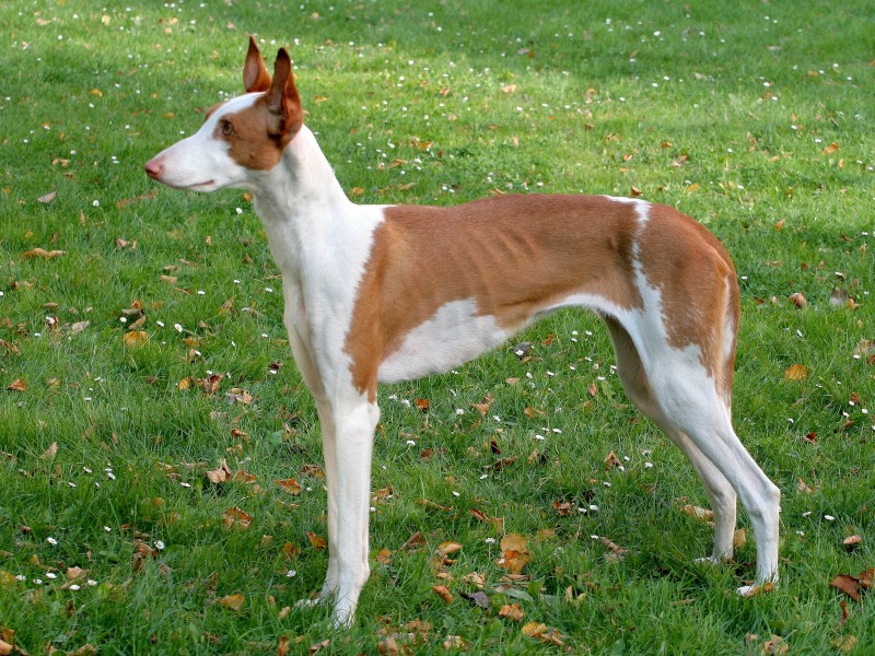 Se Considera Agresivo Al Podenco Ibicenco