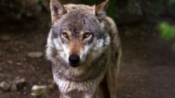 Protección del lobo ibérico: claves de Odile Rodríguez de la Fuente