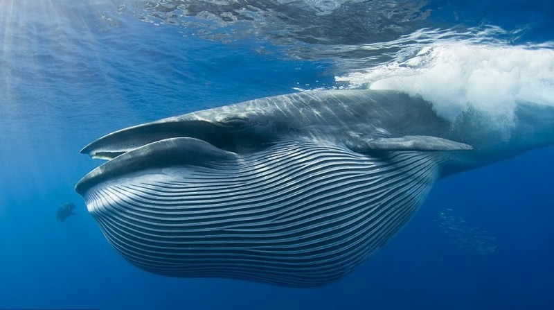 Qué comen las ballenas