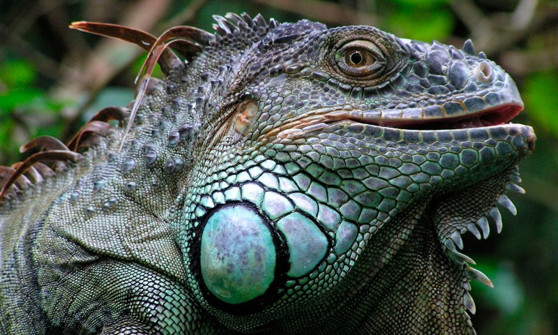 Qué comen las iguanas verdes