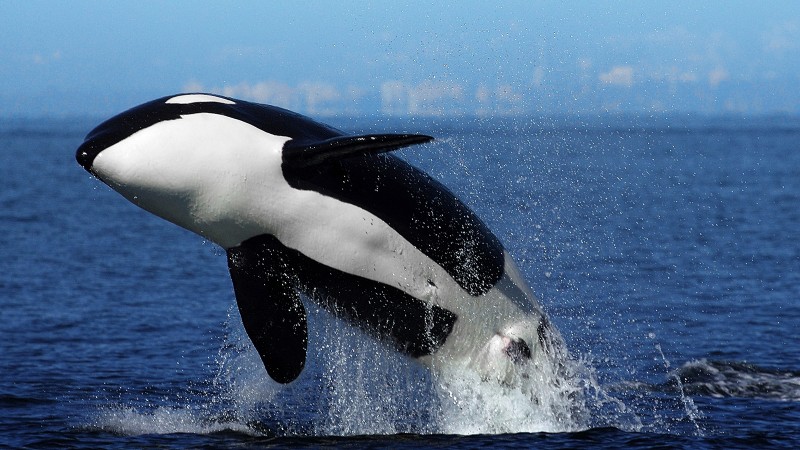 Qué comen las orcas