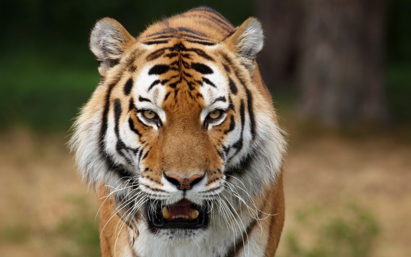 Qué comen los tigres