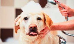 ¿Qué estudiar para trabajar en una peluquería canina?
