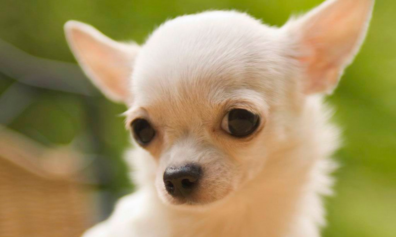Raza Chihuahua