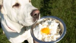 Recetas caseras para perros: claves para una dieta equilibrada