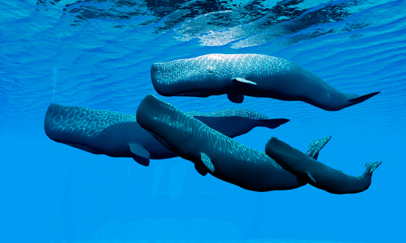 Reproducción de las ballenas