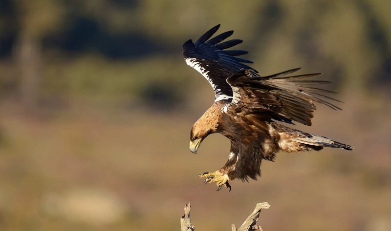 Reproducción del águila imperial ibérica