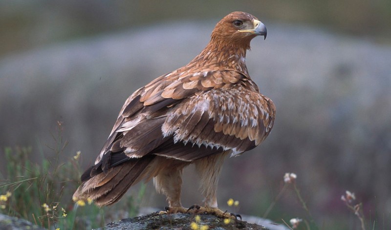 Reproducción del águila imperial oriental