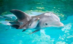 Reproducción delfines