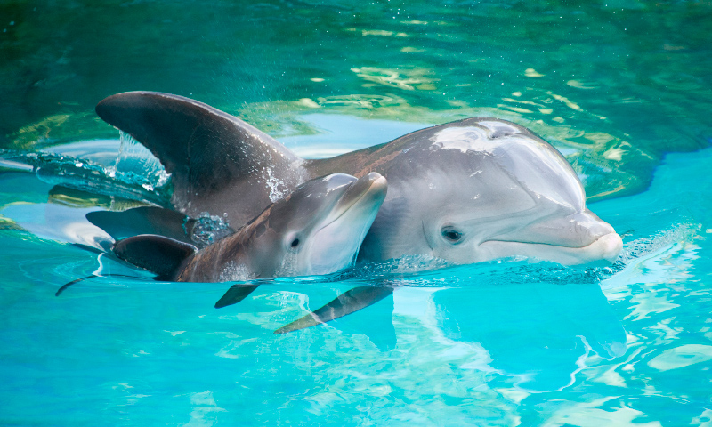 Reproducción de los delfines