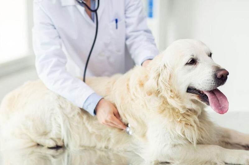 Riesgos laborales en la profesión veterinaria
