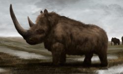 Rinoceronte lanudo